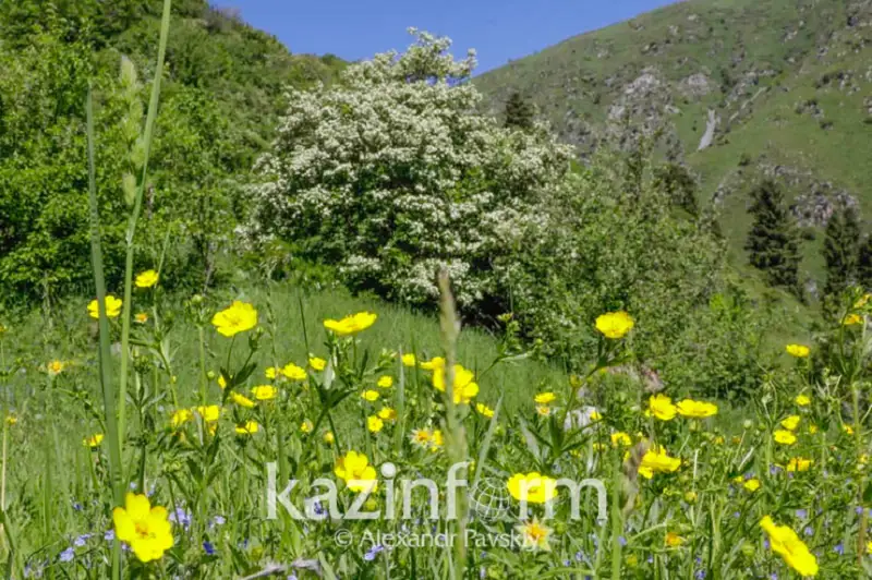 Almatyda tazalyqty nasıhattaıtyn #TazaTaý kórmesi ashyldy