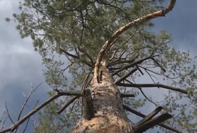 Уникальный дендрарий погибает в ЗКО