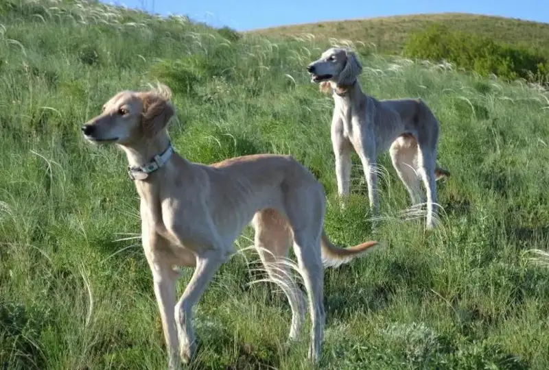 قازاقى ءيت تۇقىمدارىن ساقتاۋ تۋرالى زاڭ كۇشىنە ەندى