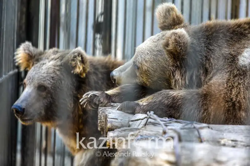 Житель СКО остался без руки после нападения медведя в зоопарке