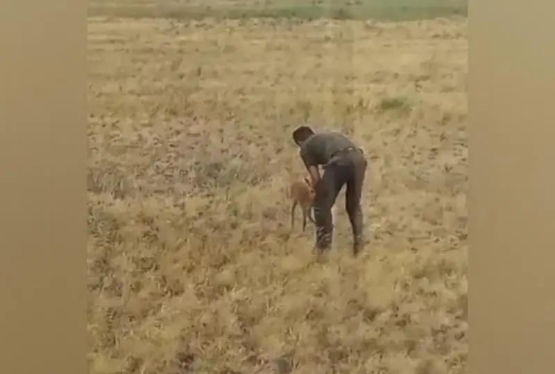 Косуленка спасли от гибели в степном пожаре в СКО