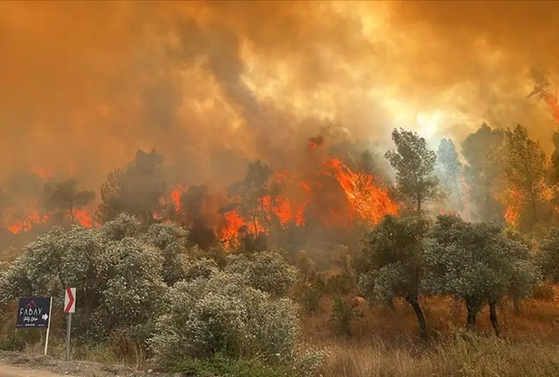 Туркияда ўрмон ёнғини содир бўлди