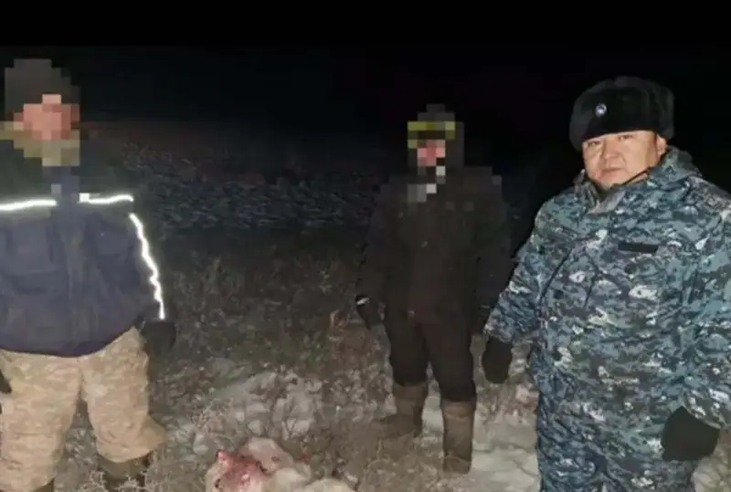 Браконьеров с тушей сайгака задержали в жамбылском заповеднике