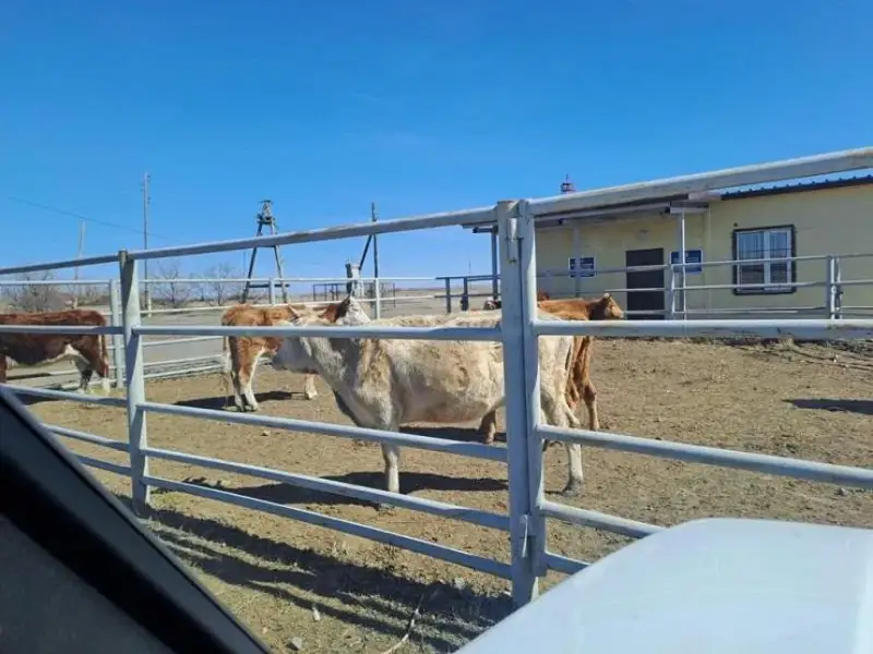 Более 15 тысяч голов скота поместили на штрафстоянки в Павлодарской области