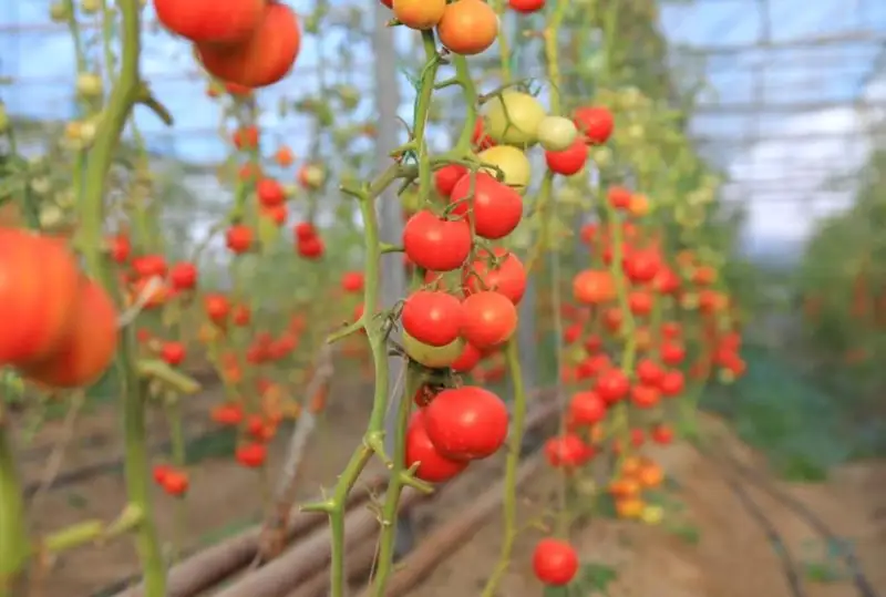 Тепличный комплекс открылся в Атырауской области