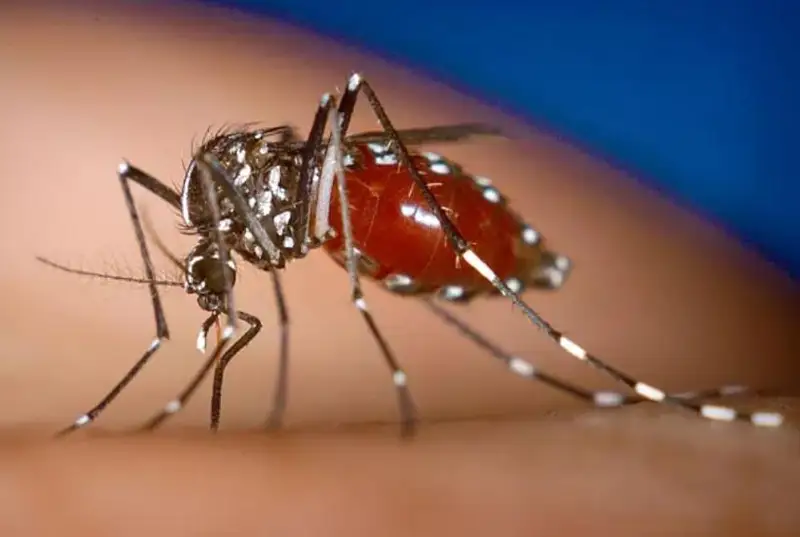 Ученые изобрели репеллент с почти 100%-й защитой от комаров