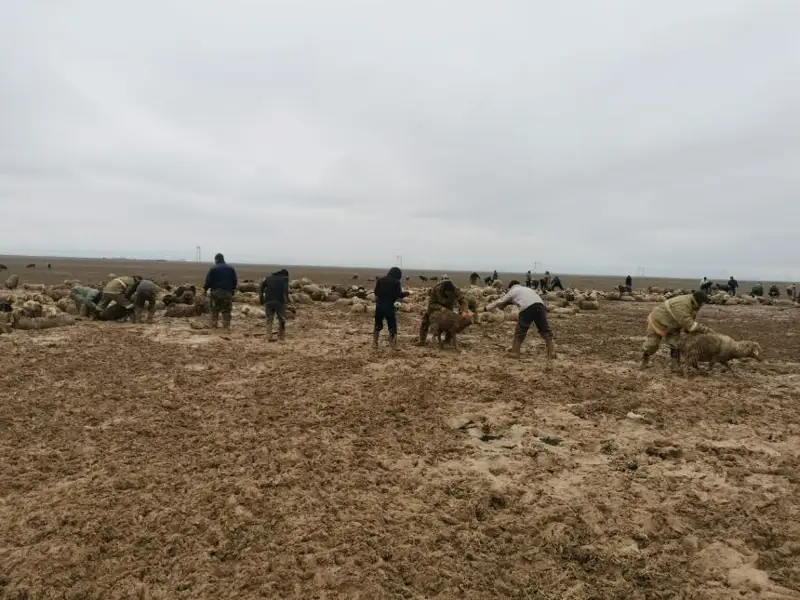 Около 2 тысяч голов овец спасли из грязевой массы в Алматинской области