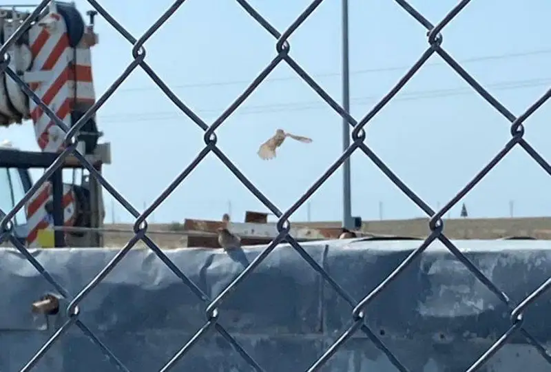 Гнездо с птенцами воробья стало причиной остановки ремонта на Тенгизе