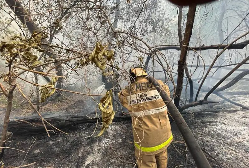 ۇكىمەت باسشىسى ورمانداعى ءورت جونىندە: تەحنيكا مەن ادامداردى كوبىرەك جىبەرۋ كەرەك ەدى