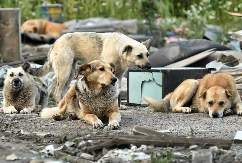 Невозможно будет выйти на улицу – сенатор о бродячих собаках в селе