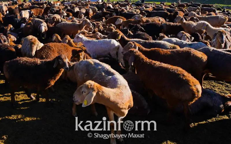 Пастух продал чужих овец на 23 млн тенге в Туркестанской области