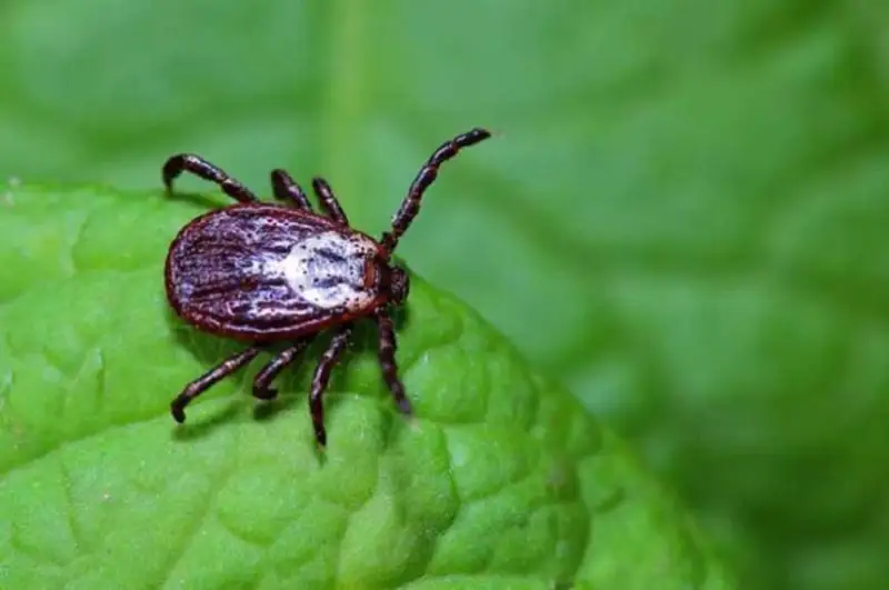 Приближается период активности клещей: что нужно знать