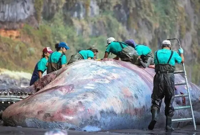 كيتتىڭ ىشىنەن قالقىمالى التىن تابىلدى