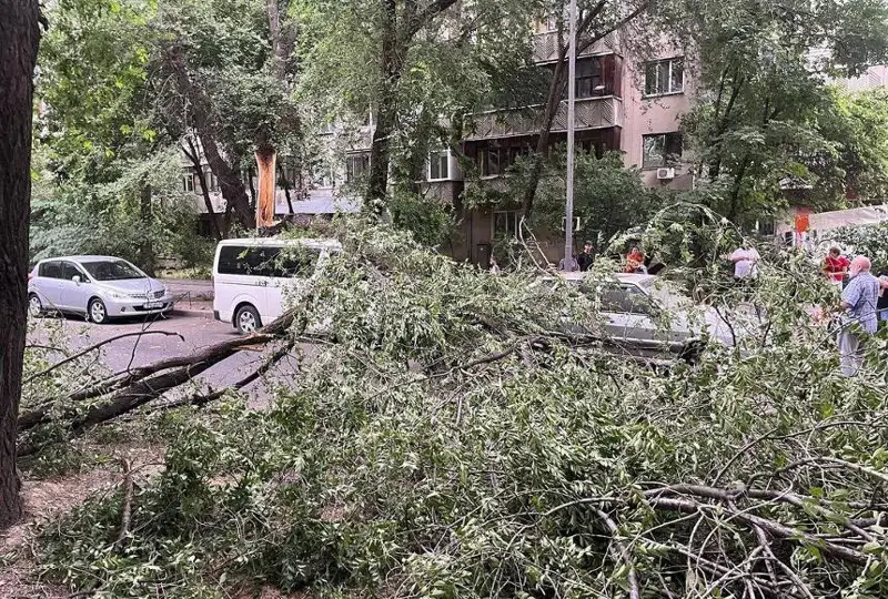 Упавшие из-за ветра деревья повредили несколько авто в Алматы