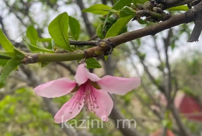 Похолодание и снег ожидаются в Атырауской области