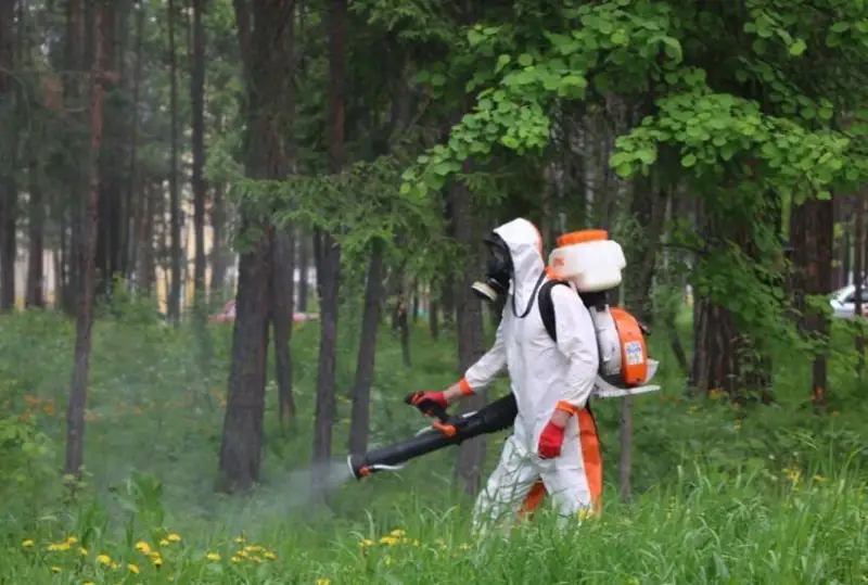 Нашествие клопов в Алматы: акимат проводит обработку деревьев