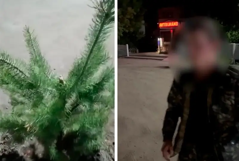 Новые саженцы сосны сломал нетрезвый мужчина в Акмолинской области