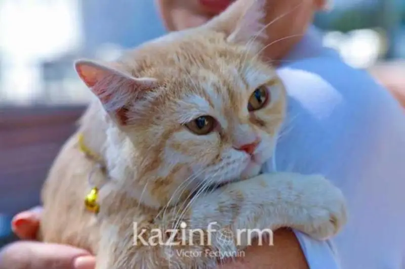 Казахстанцы не смогут содержать невакцинированных и нестерелизованных домашних животных