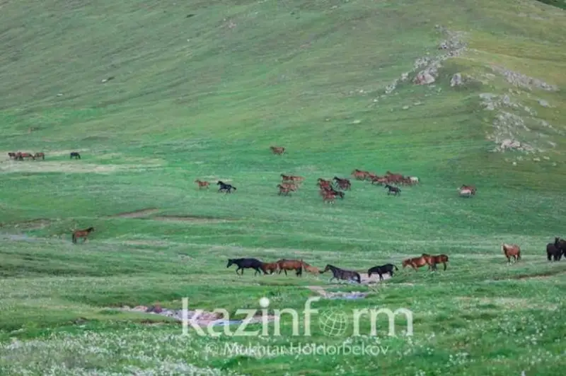 Предназначенные для выпаса скота земли незаконно передают в СКО