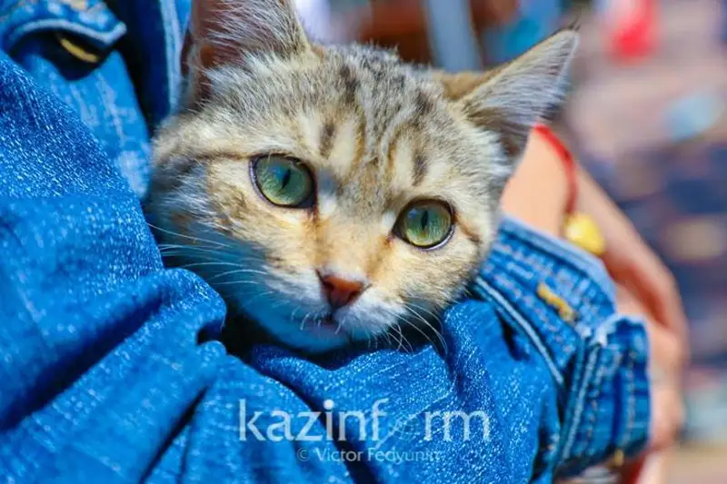 11-летняя карагандинка жестоко избила кошку в лифте