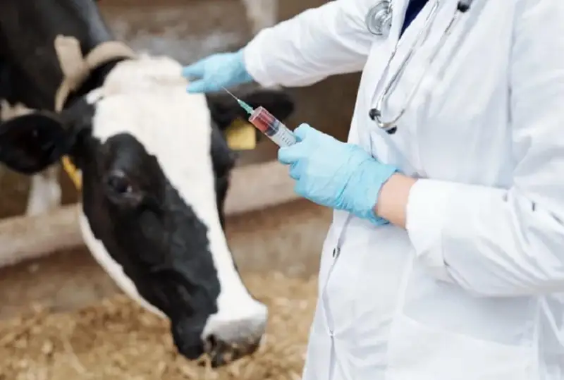 3,5 млрд тенге выделят на вакцинацию скота против ящура