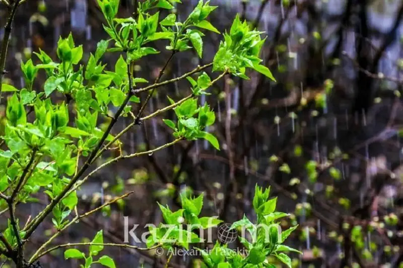 Қозоғистонда ҳаво ёмғирли ва салқин бўлади