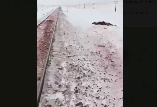 Шесть лошадей сбил пассажирский поезд в Улытауской области