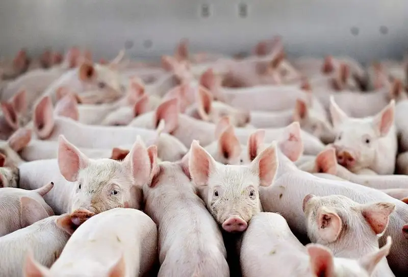 Свиноводство в Казахстане: выгоды и перспективы