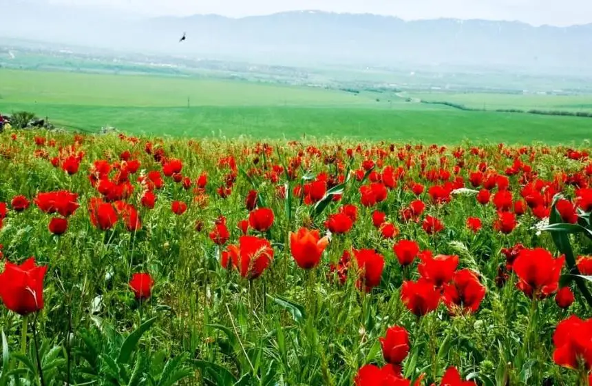 Пискадағы писканы қараңыз