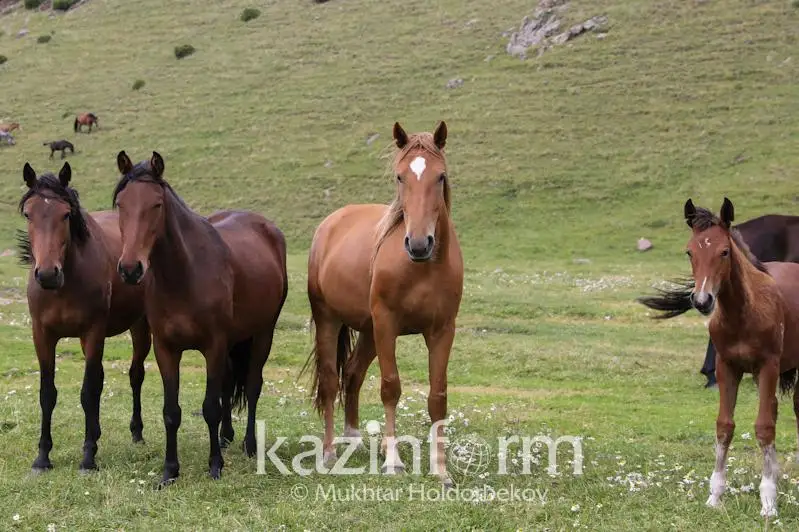 Результаты исследований казахстанских ученых об одомашнивании лошадей опубликованы в авторитетном британском журнале