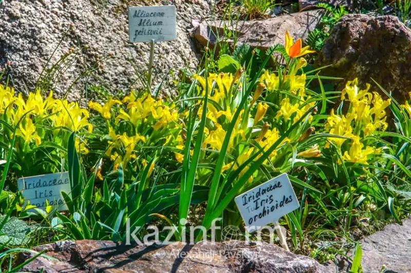 Казахстан ратифицировал соглашение с Азербайджаном по подкарантинной продукции