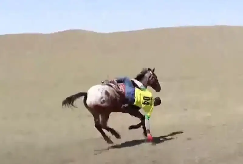 День пастуха с размахом отметили в области Жетысу