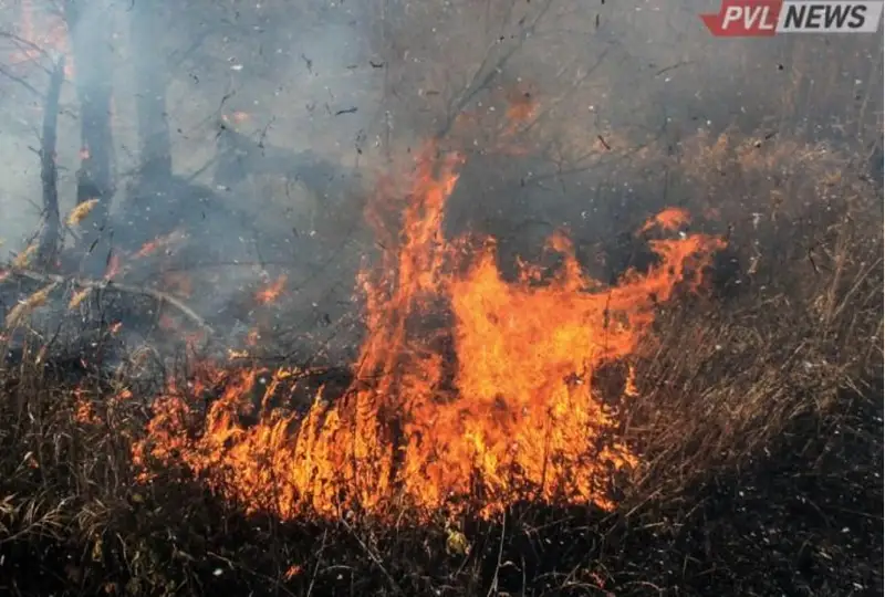 Pavlodar oblysynda orman órtteri kóbeıgen