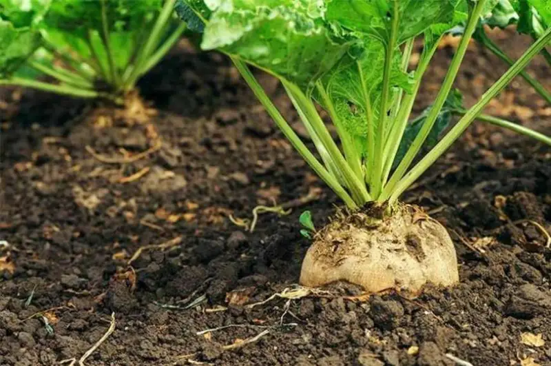 Площади посева по ряду социально значимых культур увеличат в Казахстане – Минсельхоз