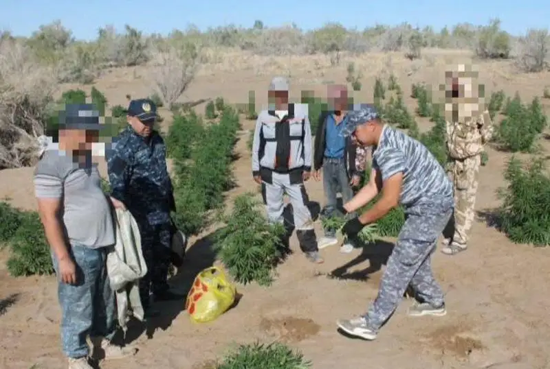 Крупную наркоплантацию ликвидировали в Кызылординской области