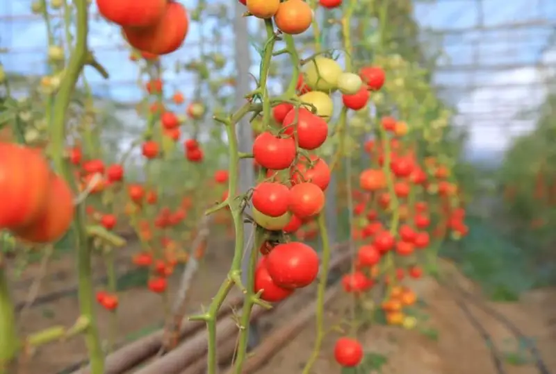 Атирау вилоятида иссиқхона мажмуаси очилди