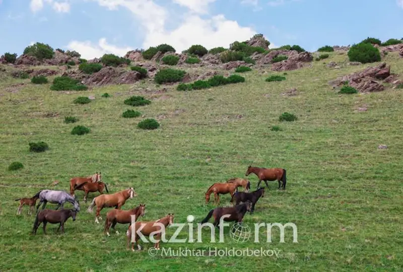 Государству возвращены 60 тыс. га пастбищных угодий в Жамбылской области