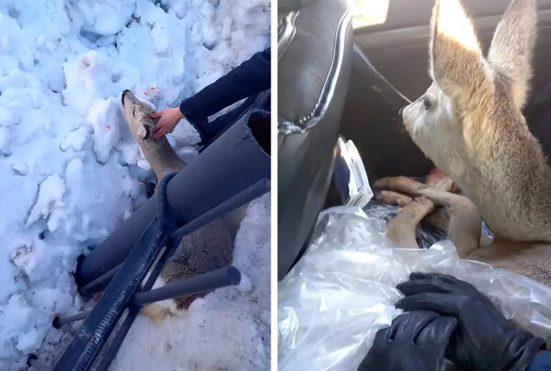 Забежавшую в город косулю спасли костанайские полицейские