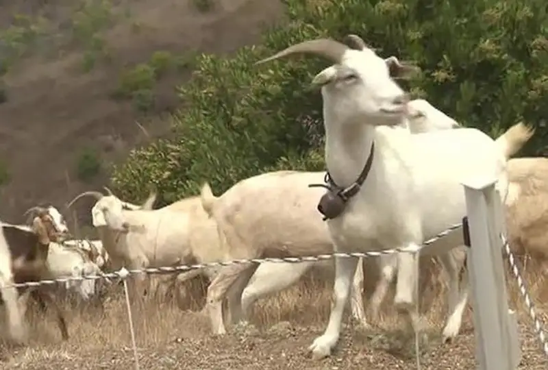 В Калифорнии арендуют коз для борьбы с пожарами