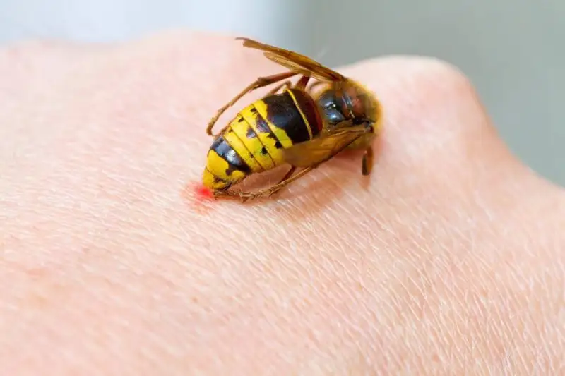 Женщина едва не погибла от укуса осы в СКО