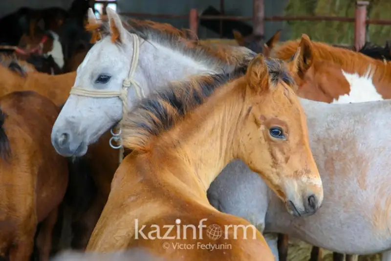 Оказывать господдержку коневодам для сохранения казахской породы лошадей намерены в РК