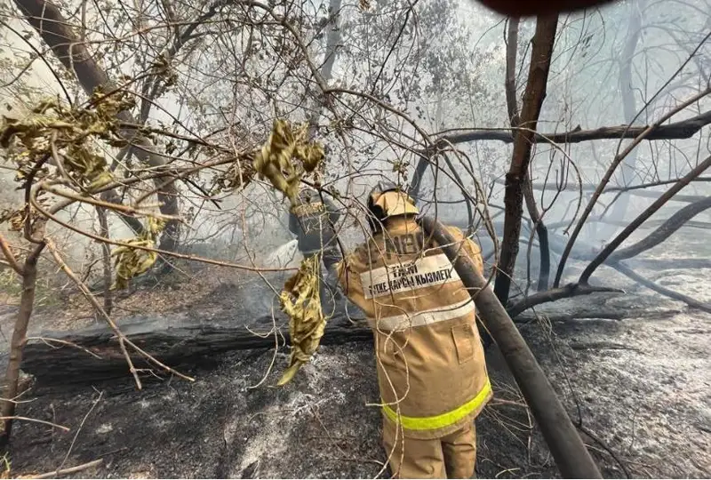 У нас лесники - и пожарные, и охранники - эксперт о системных проблемах лесного хозяйства