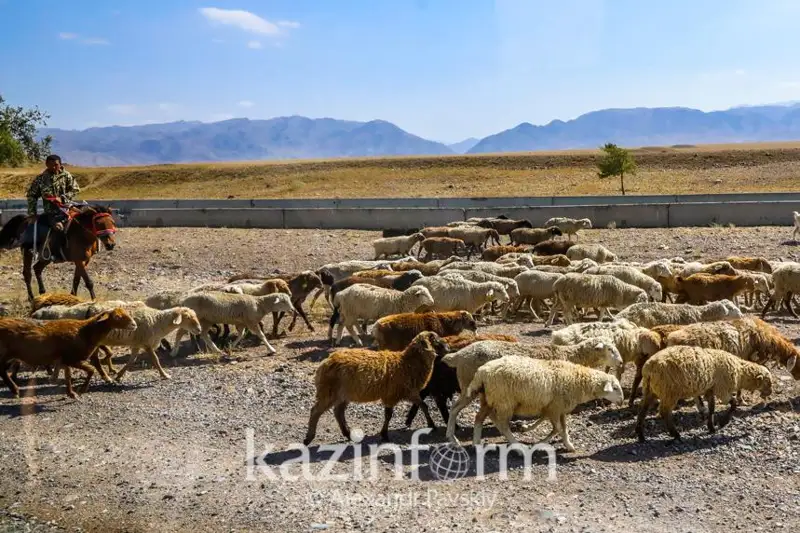Дефицит пастбищных угодий в Казахстане составляет более 8 млн га