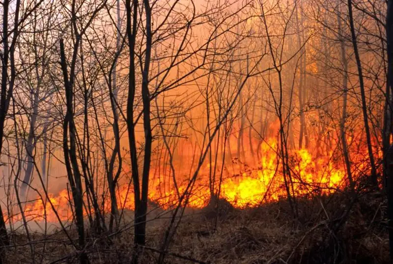 Около 600 человек эвакуировали на севере Испании из-за лесных пожаров