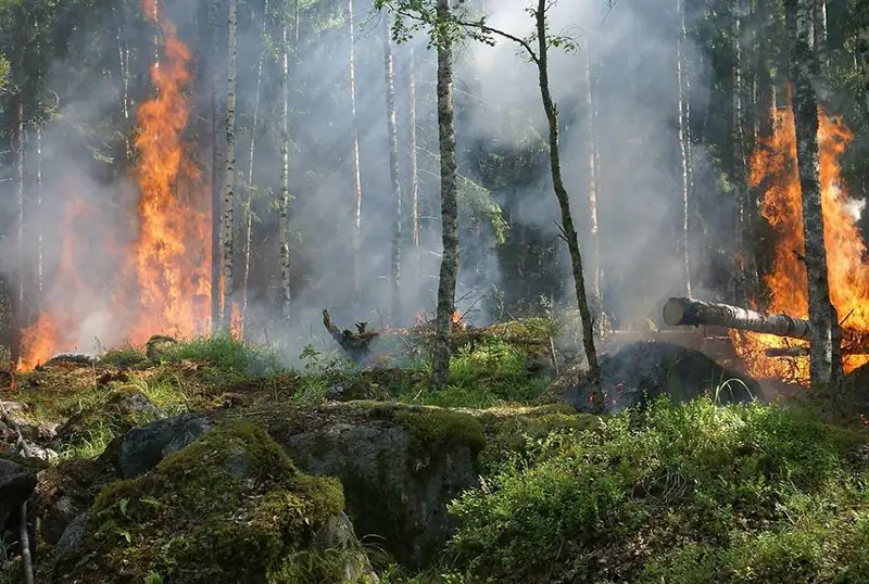 Грециянинг Родос ороли ёнмоқда, минглаб сайёҳлар эвакуация қилиняпти