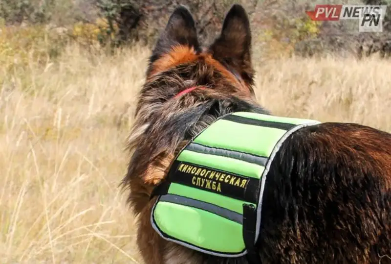 Тело пропавшей женщины нашли в Павлодарской области