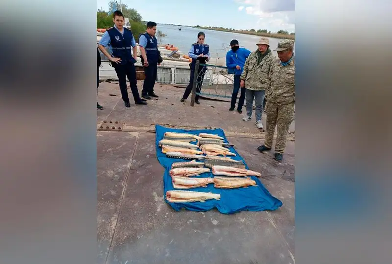 Более 60 кг осетровых рыб обнаружили в камышах на реке Урал