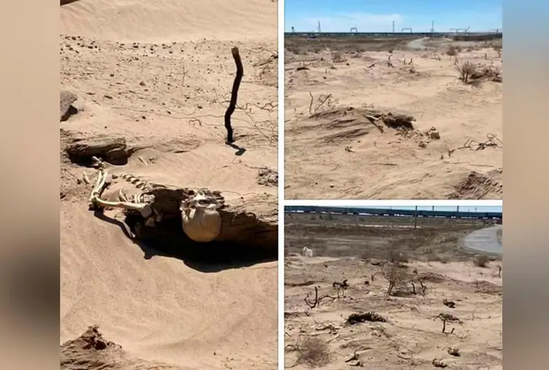 Похожие на человеческие останки обнаружили в Кызылординской области