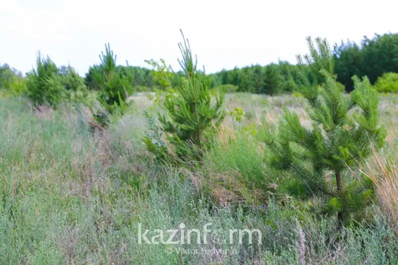Алматыда жасыл желекке күтім жасау және қорғау ережелері әзірленді