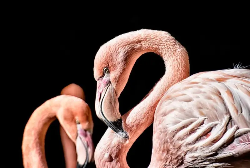 مەكسيكا عالىمدارى 8 مىڭ جىلدىق قوقيقاز جۇمىرتقاسىن تاپتى